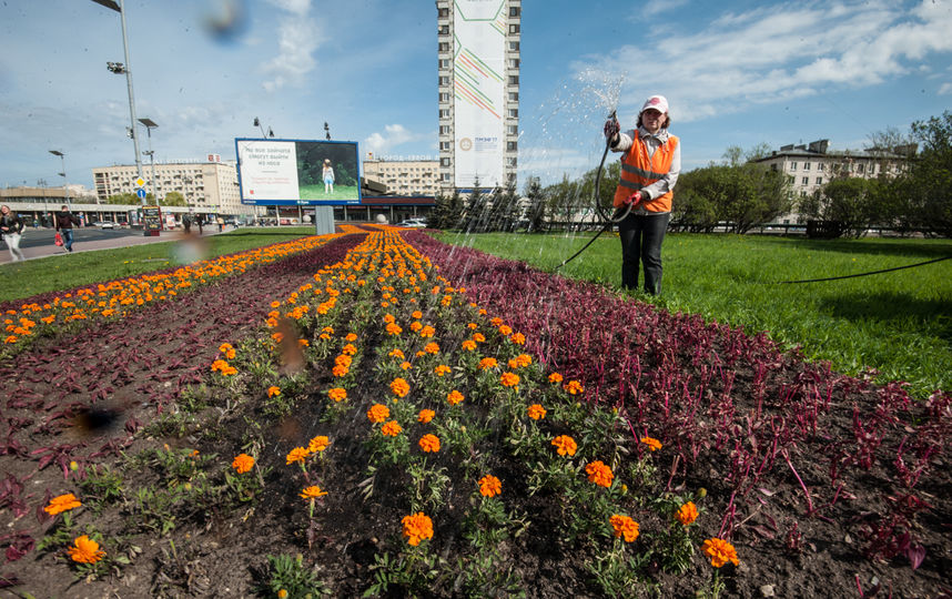 В Петербурге установят цветники в форме футбольных мячей В Петербурге установят цветники в форме футбольных мячей