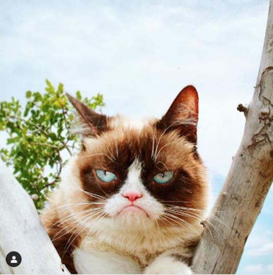      grumpy cat 