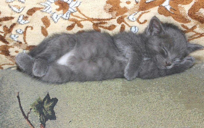 Конкурс с фотографиями котов Конкурс с фотографиями котов