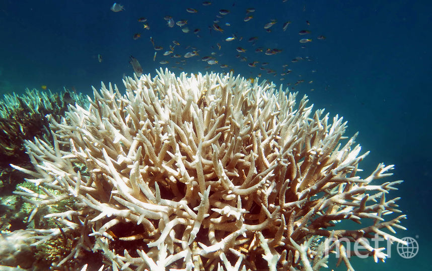 Большой Барьерный риф на грани исчезновения — Экологическая трагедия
