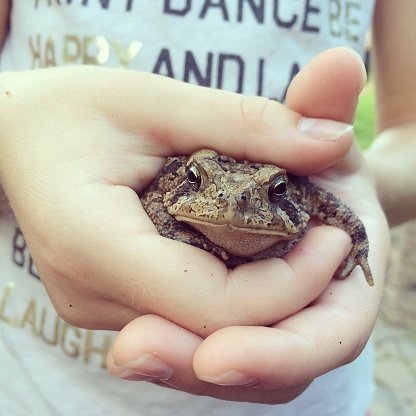 Любой желающий сможет взять в руки жабу и перенести ее через дорогу, проходящую вдоль Сестрорецкого залива. Фото Getty
