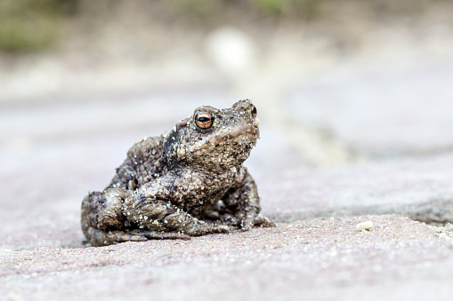 Сейчас идет миграция серых жаб через дорогу, проходящую вдоль Сестрорецкого залива. Фото Getty