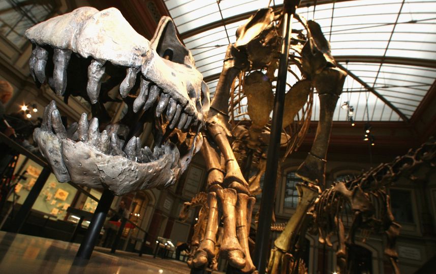 Динозавры в "полный размер" есть во многих музеях мира. Фото Getty