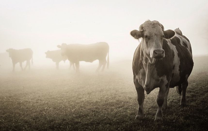 В Татарстане коров выбросили из КАМАЗа как мусор. Фото Getty