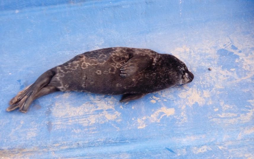 Нерпенок не выжил по дороге в Петербург. Фото Спасение тюленей, vk.com