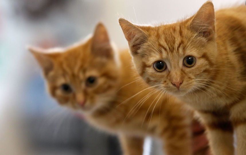 В Ирландии открылась вакансия обнимателя котиков. Фото Getty