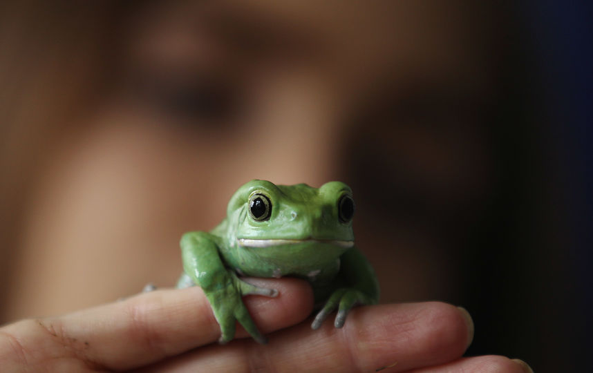 Лягушка. Фото Getty