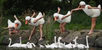 Танцоры в костюмах лебедей рассмешили зрителей фестиваля в Эдинбурге