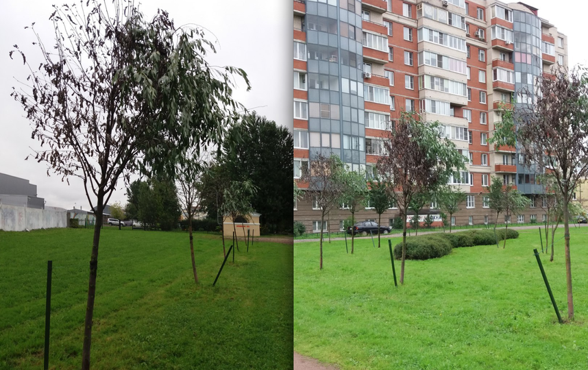 Аренда ветка. Парк Ткачей. Сад Ткачей. Засыхающие деревья в Петербурге. Сад Ткачей история.