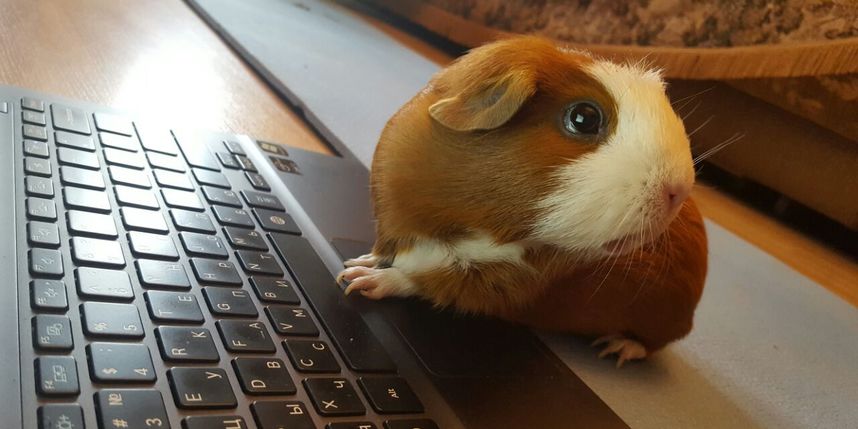 hamster порно подростков домашнее видео hamster порно подростков домашнее видео