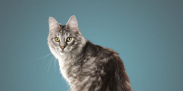 Кот Сигнус. Кот Сигнус.
