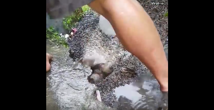 Собака спасла своих щенят из затопленного логова: Трогательное видео. Фото Скриншот Youtube