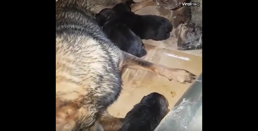 Собака спасла своих щенят из затопленного логова: Трогательное видео. Фото Скриншот Youtube