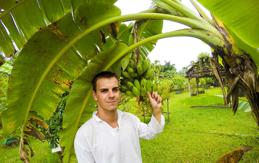 Все лето я провел в Таиланде и ел бананы с дерева. Фото Марк Мордовцев