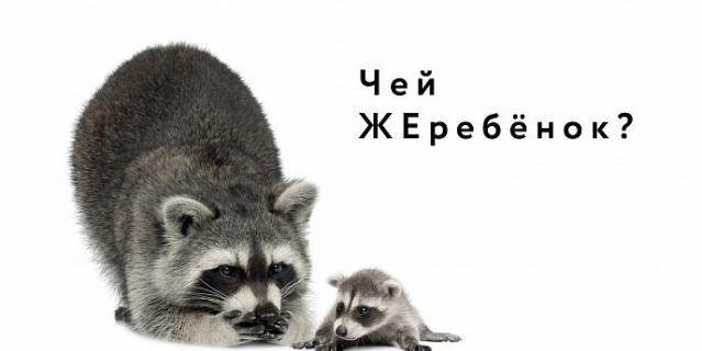 Дети и детёныши. Дети и детёныши.
