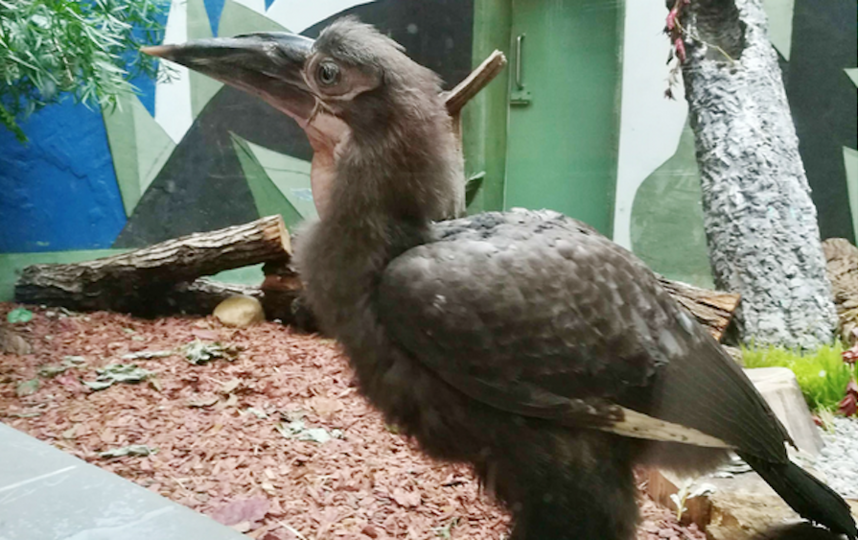 В Московском зоопарке впервые появился на свет птенец редкого кафрского рогатого ворона. Фото mos.ru