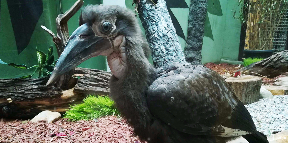 В Московском зоопарке впервые появился на свет птенец редкого кафрского рогатого ворона. Фото mos.ru