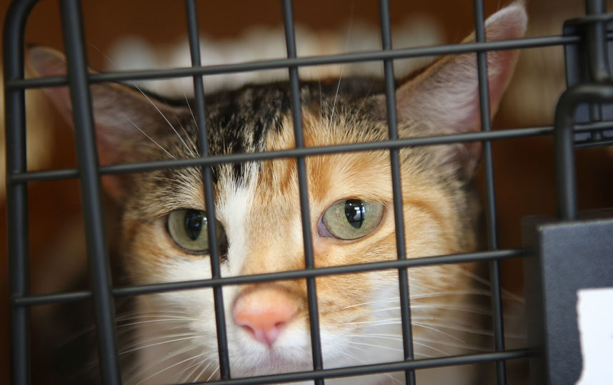 Кот в клетке. Фото Getty