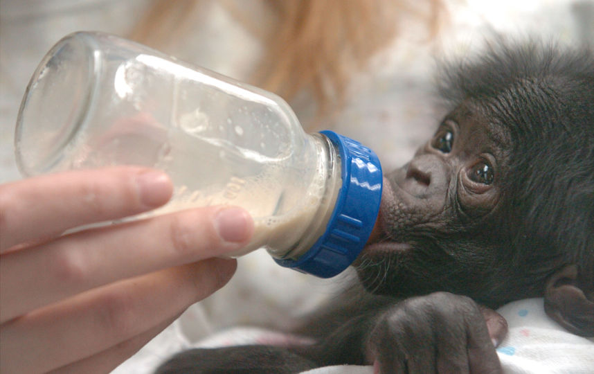 Двухнедельный детеныш бонобо. Фото Getty