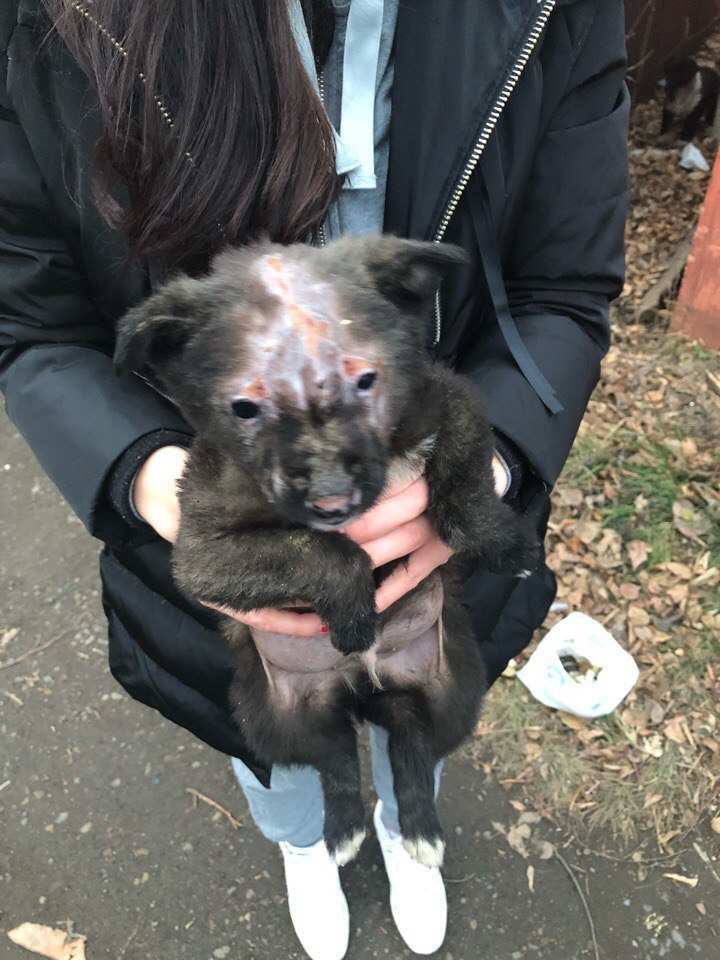 Пикет в защиту животных. Хабаровские живодерки фото. Митинг против живодеров. Сколько за живодерство. Сколько за живодерство.