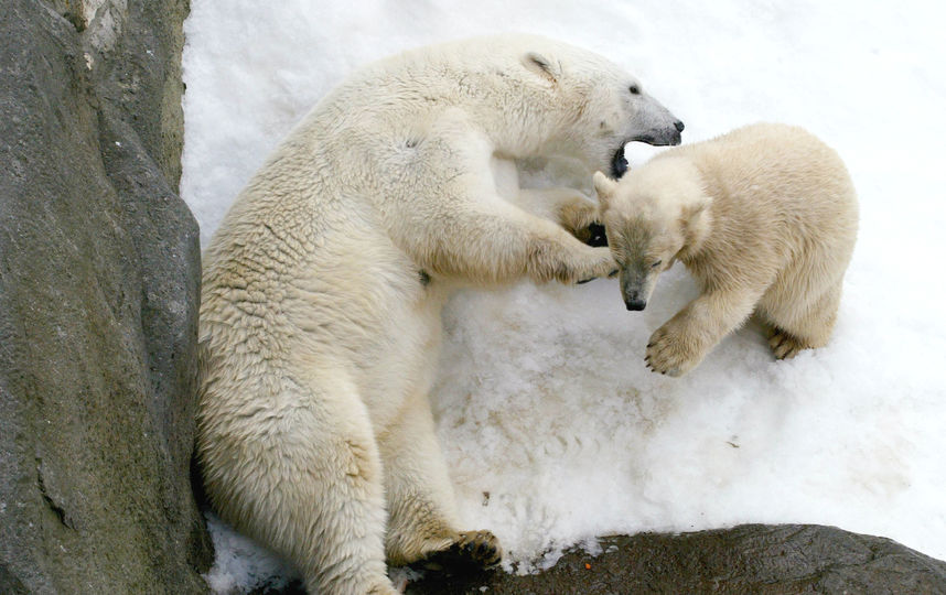 Медведи в московском зоопарке. Фото Getty