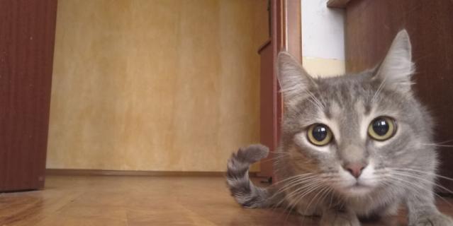 Приложение позволило пообщаться с животными на их языке. Приложение позволило пообщаться с животными на их языке.