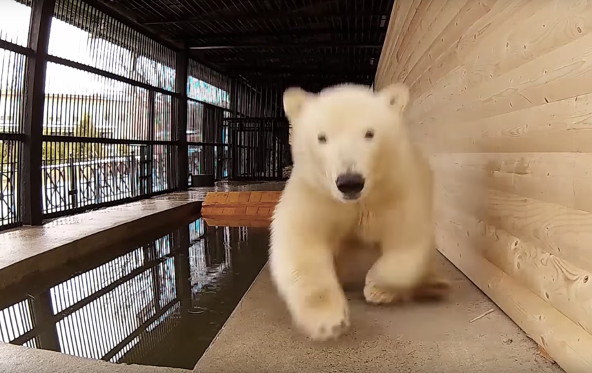 Видео с медведицей Снежинкой из Ленинградского зоопарка появилось в Сети