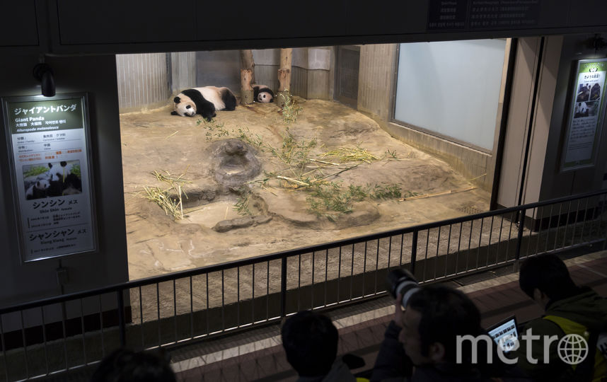 Красавица-панда Сян-Сян в первый раз появилась на публике в Японии