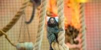 В ростовском зоопарке родился малыш обезьянки-игрунка