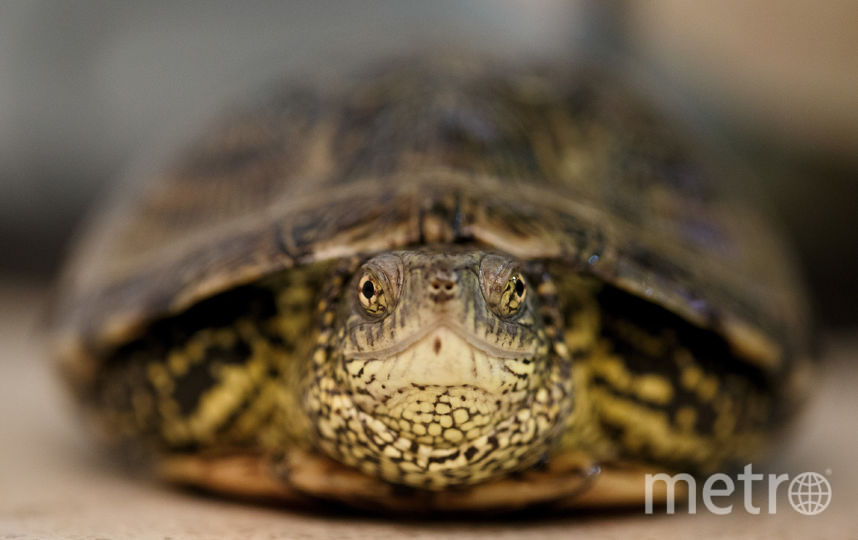 В Нижегородской области спасли красноухую черепаху, попавшую в отходы