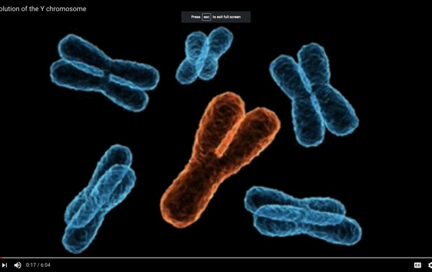 Упрощённое изображение X- и Y-хромосом. Фото Скриншот Youtube
