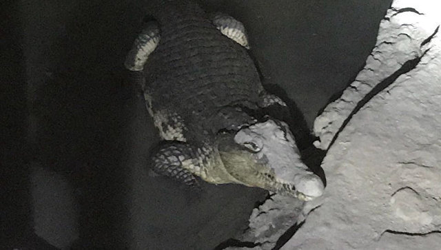 Крокодила в Петергофе хорошо кормят. Фото ГУ МВД Петербурга.