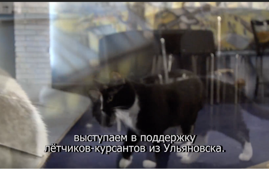   YouTube / catmuseum.   Youtube