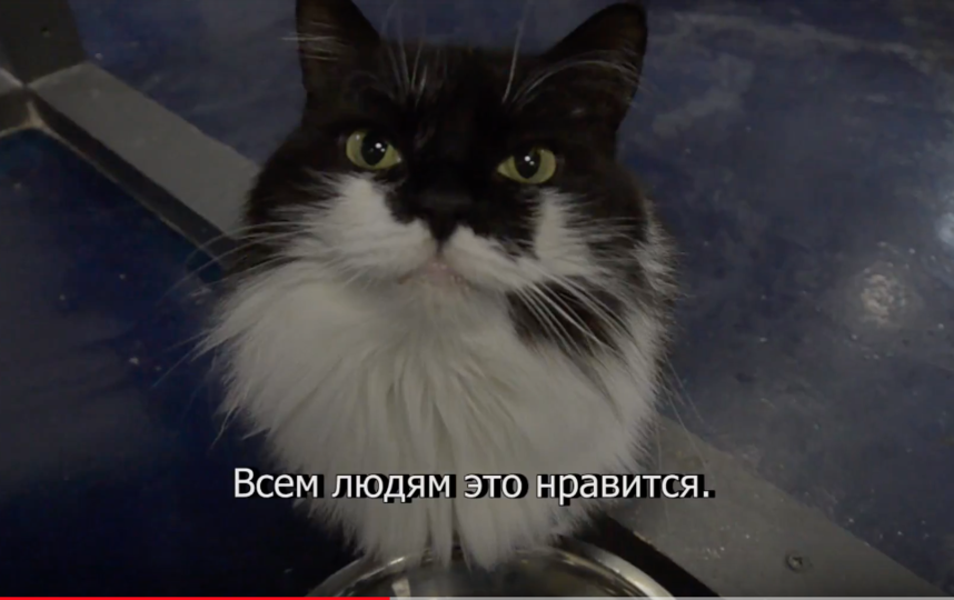   YouTube / catmuseum.   Youtube