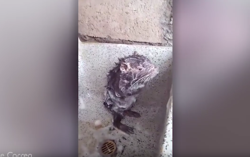 Крыса из популярного видео оказалась не крысой Крыса из популярного видео оказалась не крысой