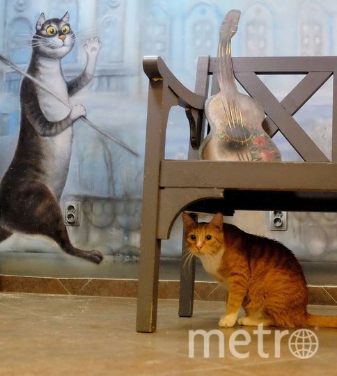 Рыжий кот выйдет на сцену. Фото Алена Бобрович, "Metro"