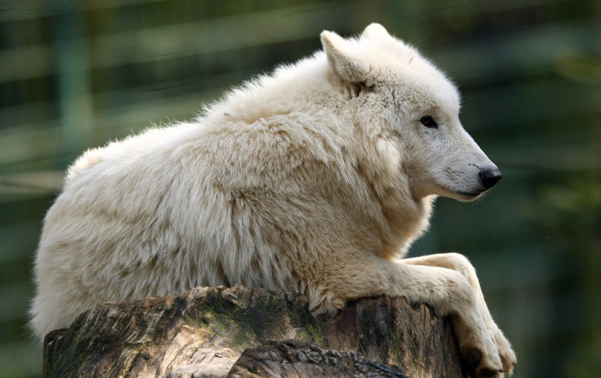 Волк. Фото Getty