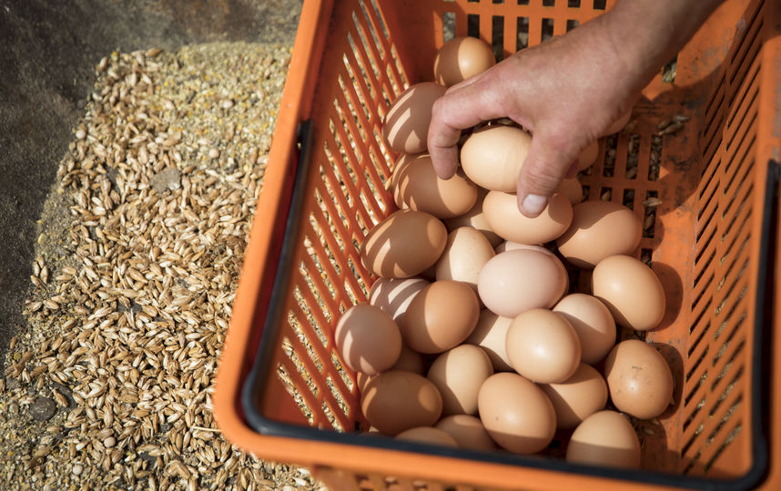 Аспаргин содержится в яйцах и цельных зёрнах. Фото Getty
