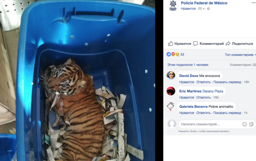 Живого тигренка отправили по почте. Фото Скриншот Facebook.com/PoliciaFederaldeMexico