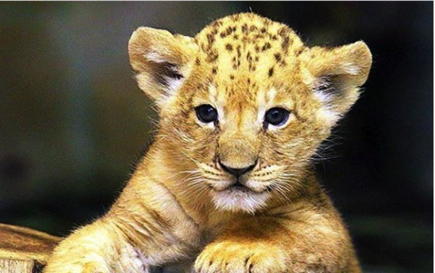 Малыш львенок, родившийся в 2016 году. Фото http://www.spbzoo.ru