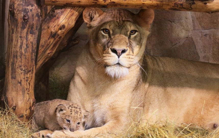 В Ленинградском зоопарке родились три львенка. Фото Getty