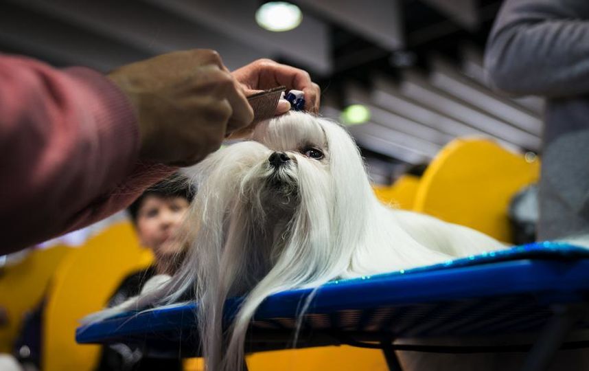 Westminster Dog Show-2018.  Getty