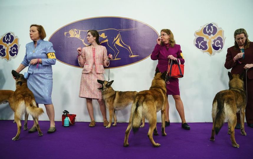 Westminster Dog Show-2018.  Getty