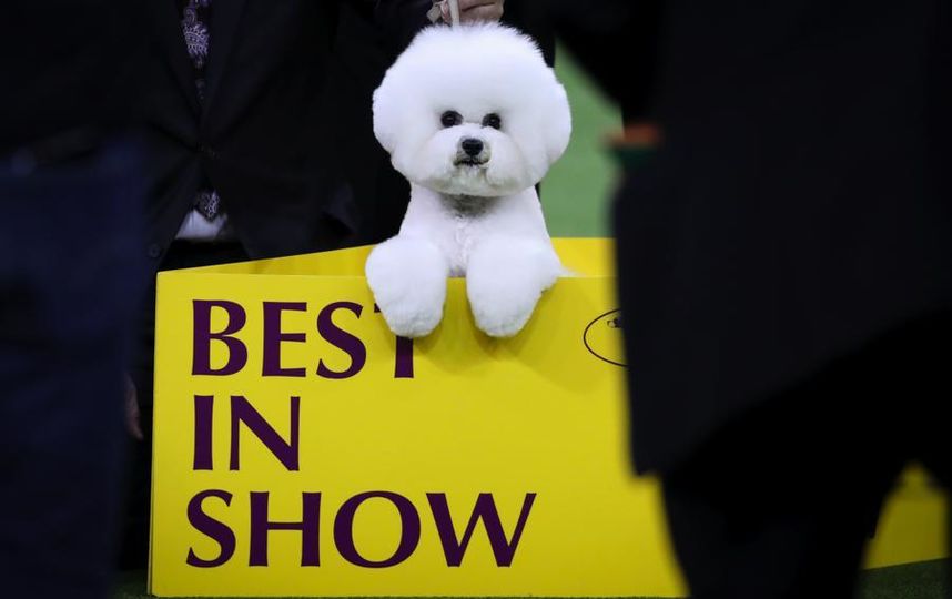 Westminster dog show-2018. -   .  Getty