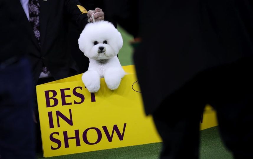Westminster dog show-2018. -   .  Getty