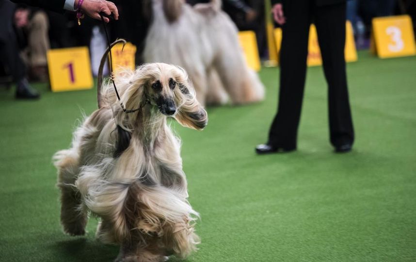 Westminster dog show-2018.  .  Getty