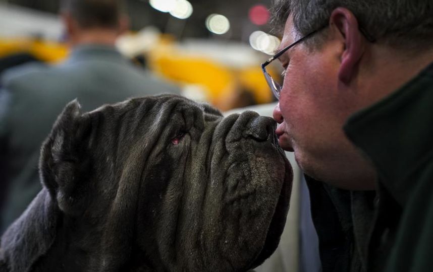 Westminster dog show-2018.  .  Getty