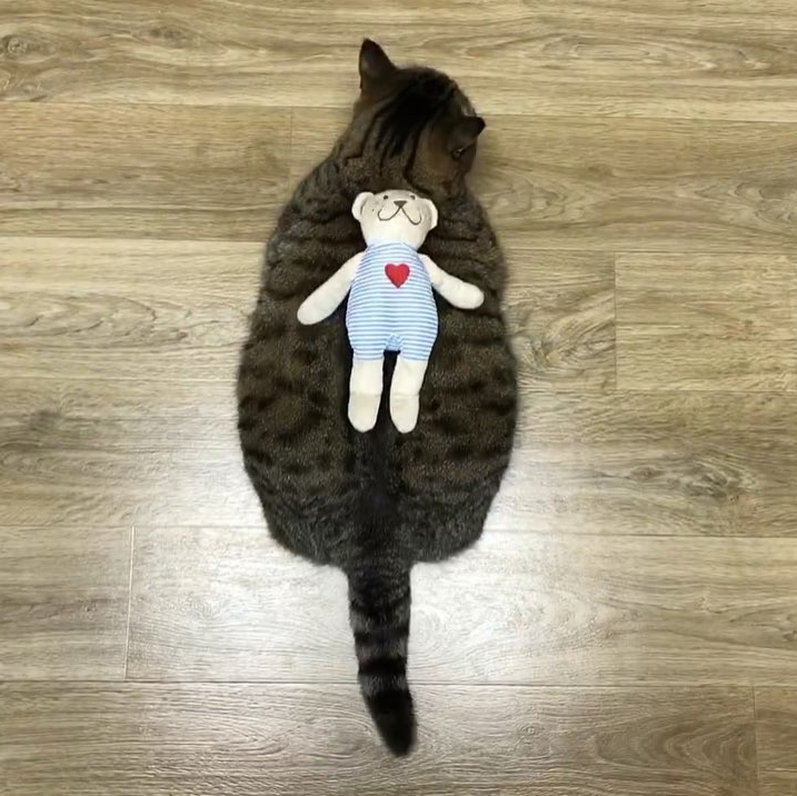 Кошка Манго. Фото Скриншот Instagram: @bo_mang_co
