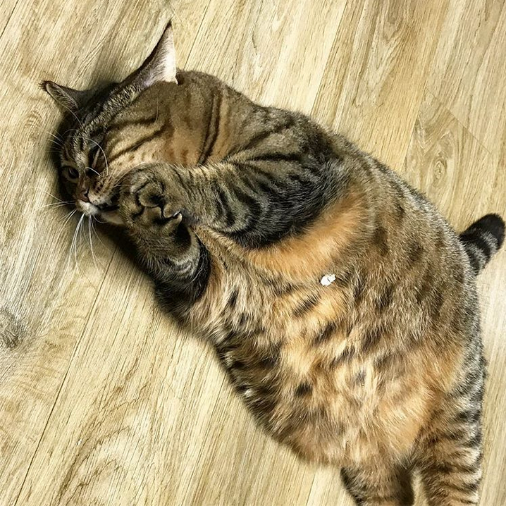 Кошка Манго. Фото Скриншот Instagram: @bo_mang_co