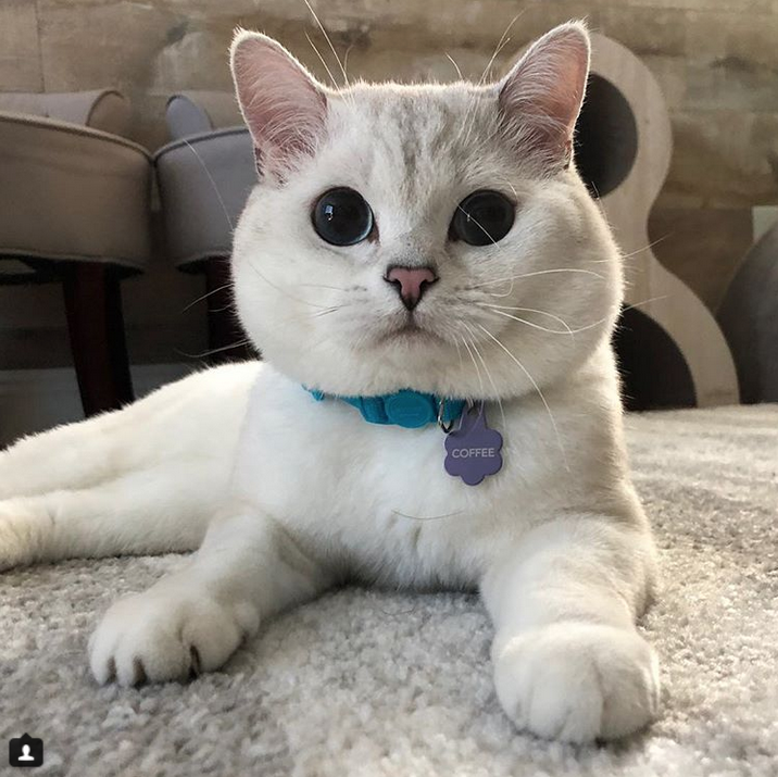  .   Instagram: @white_coffee_cat